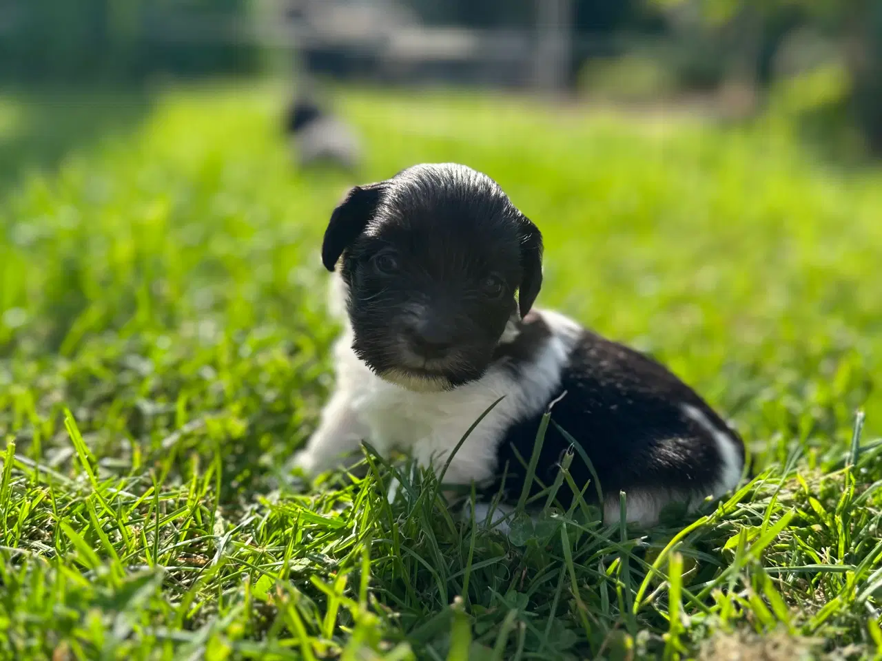 Billede 3 - Bichon Havanais Hvalpe sælges 