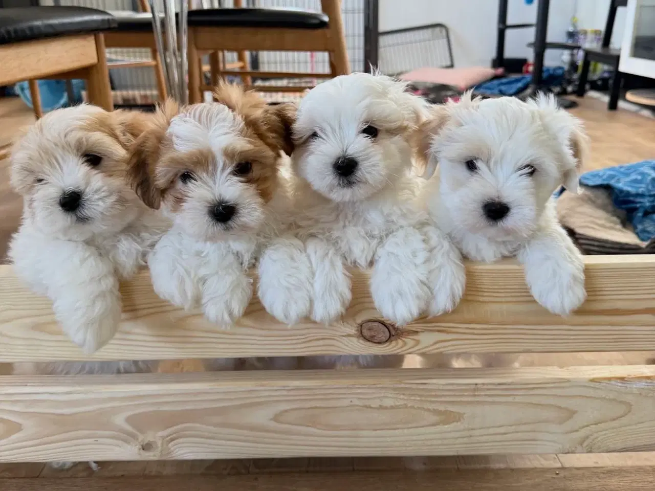 Billede 2 - Værtsfamilier søges