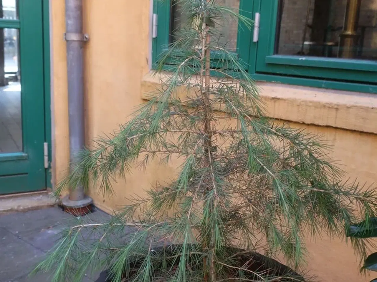 Billede 2 - Plante