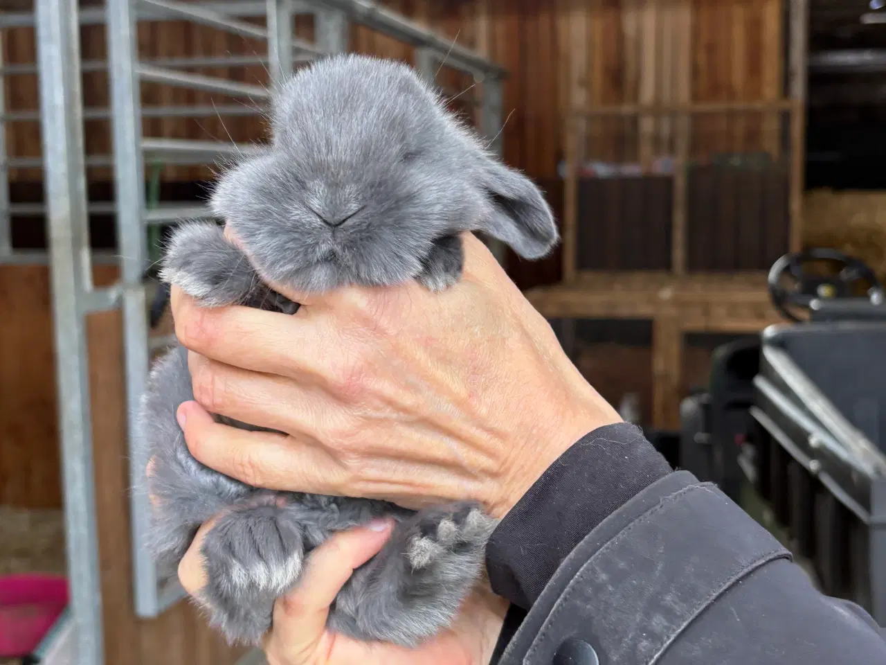 Billede 5 - Tamme franske vædder uger i farven blå og blå otte