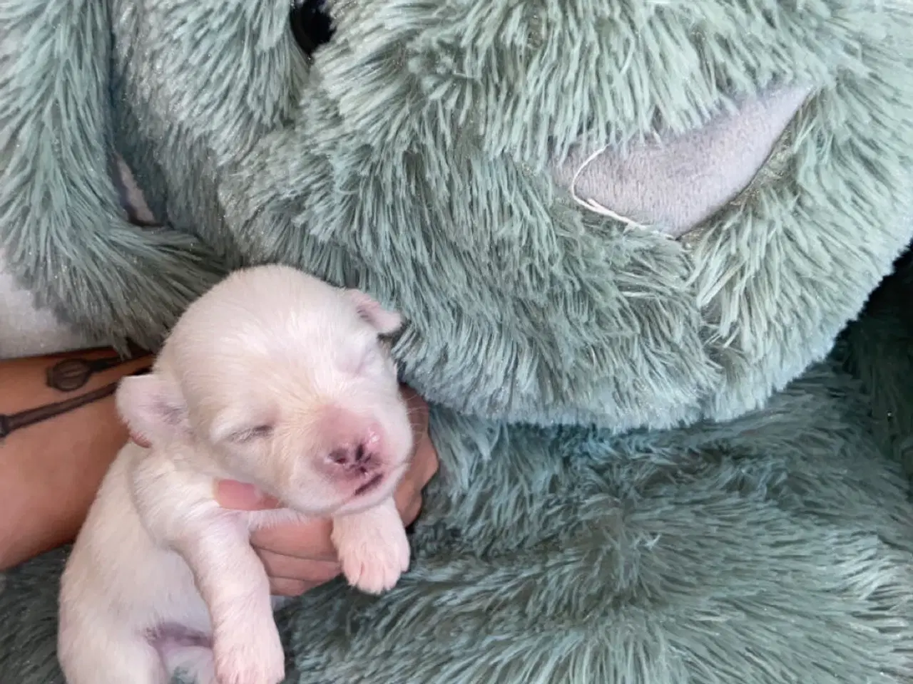 Billede 13 - Coton de tulear - Bomulds bamser
