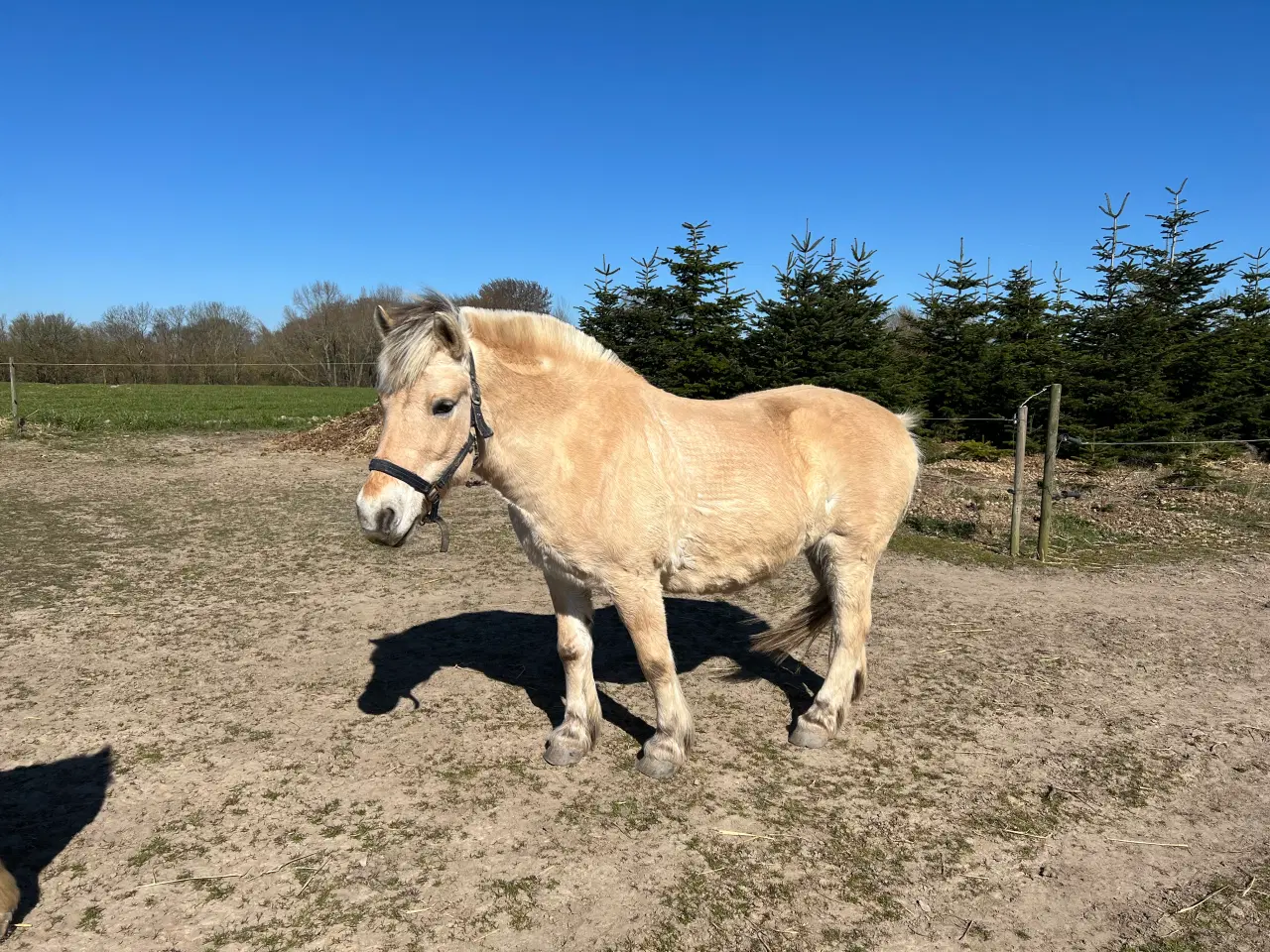 Billede 5 - Fjordhest sælges eller udlånes som selskabshest