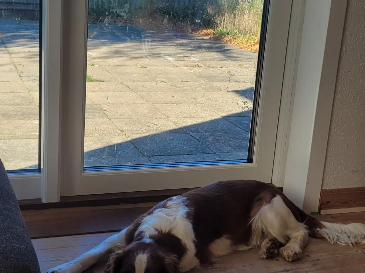 Billede 3 - Welsh springer spaniel