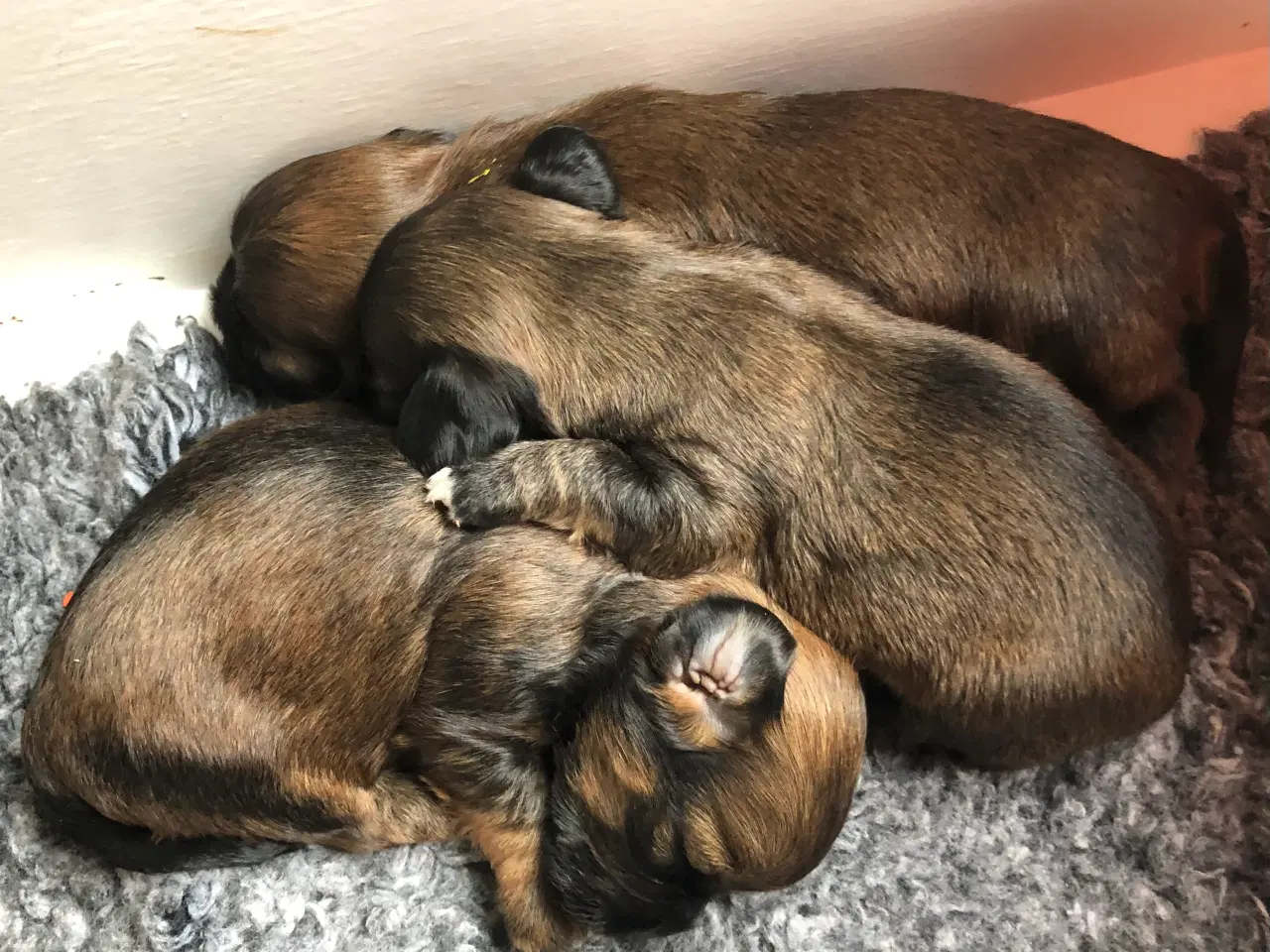 Billede 3 - Bichon Havanais  født 21/2-26