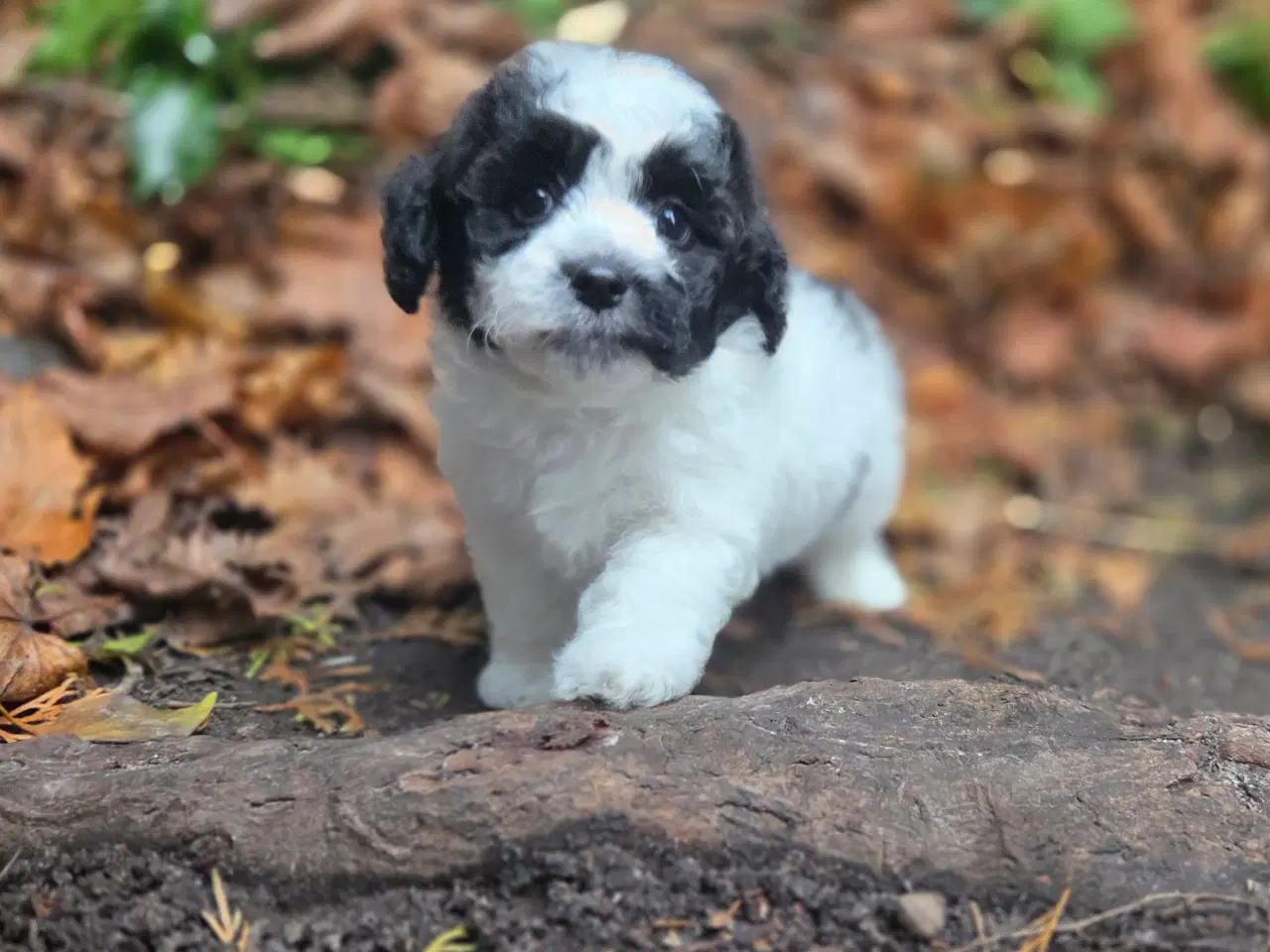 Billede 6 - Havapoo tæve hvalp❤️🐶