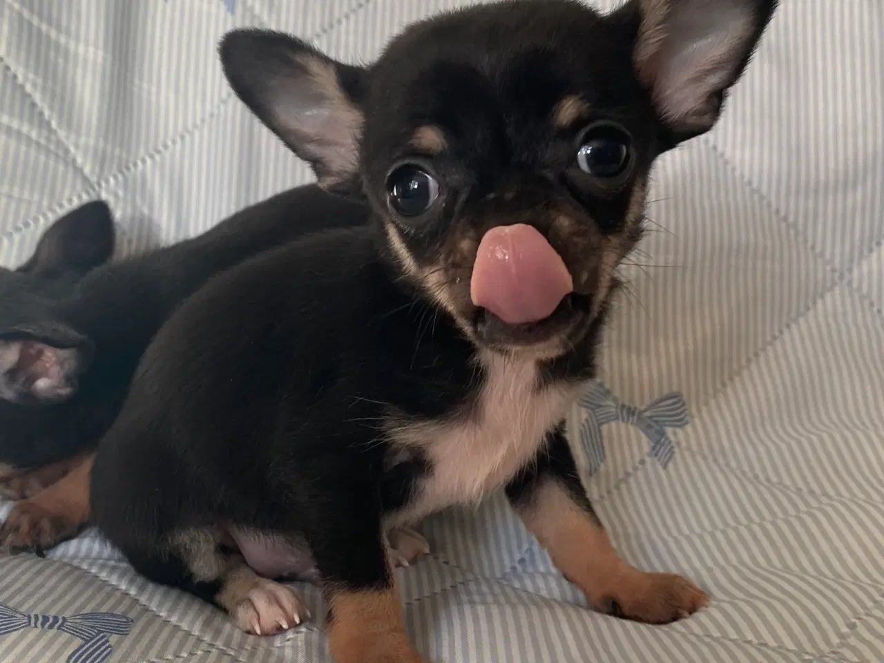 Billede 8 - 3 søde, små hvalpe efter pomeranian og chihuahua