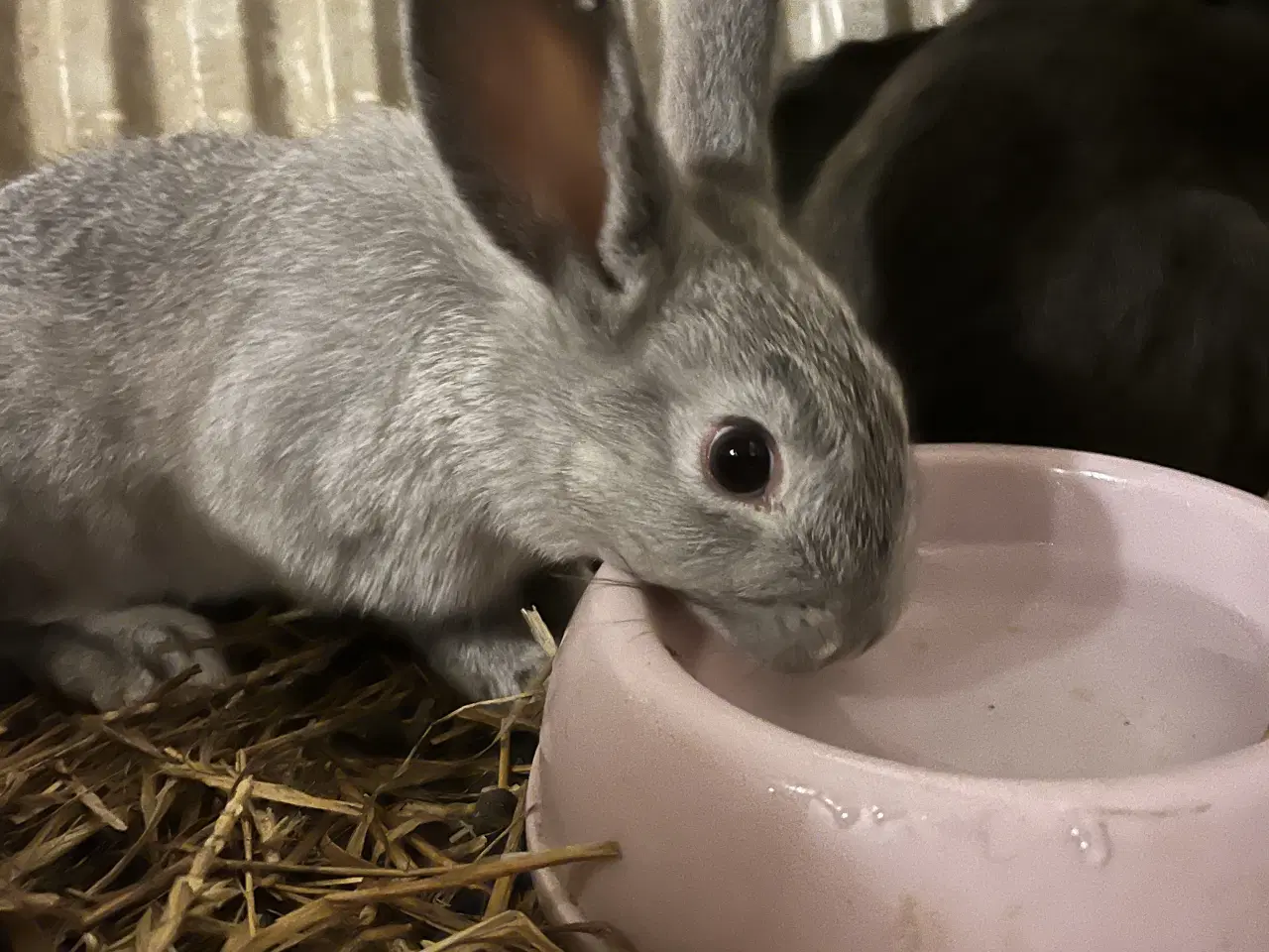 Billede 2 - Kaniner søger nyt hjem