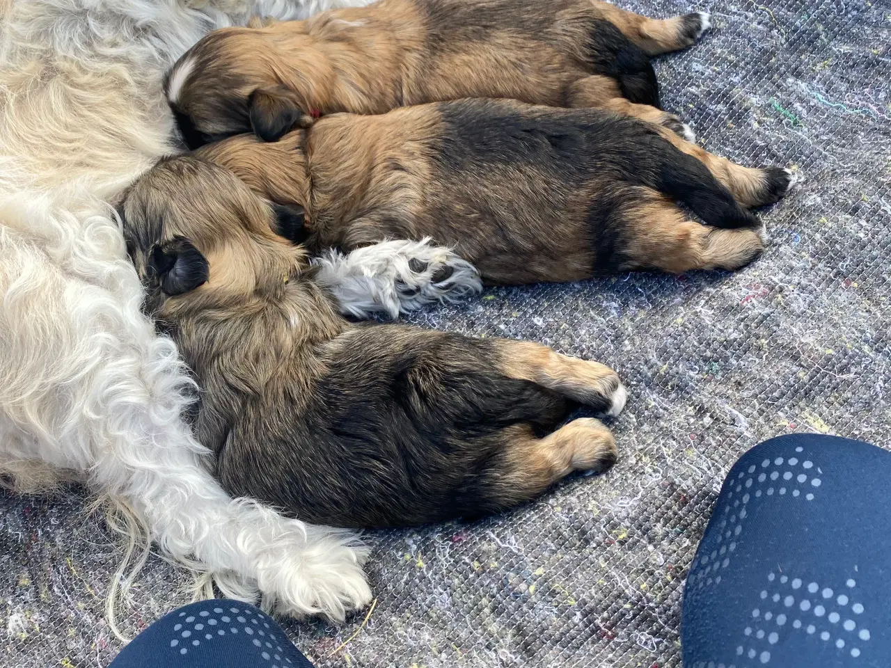 Billede 4 - Shih tzu hvalpe sælges