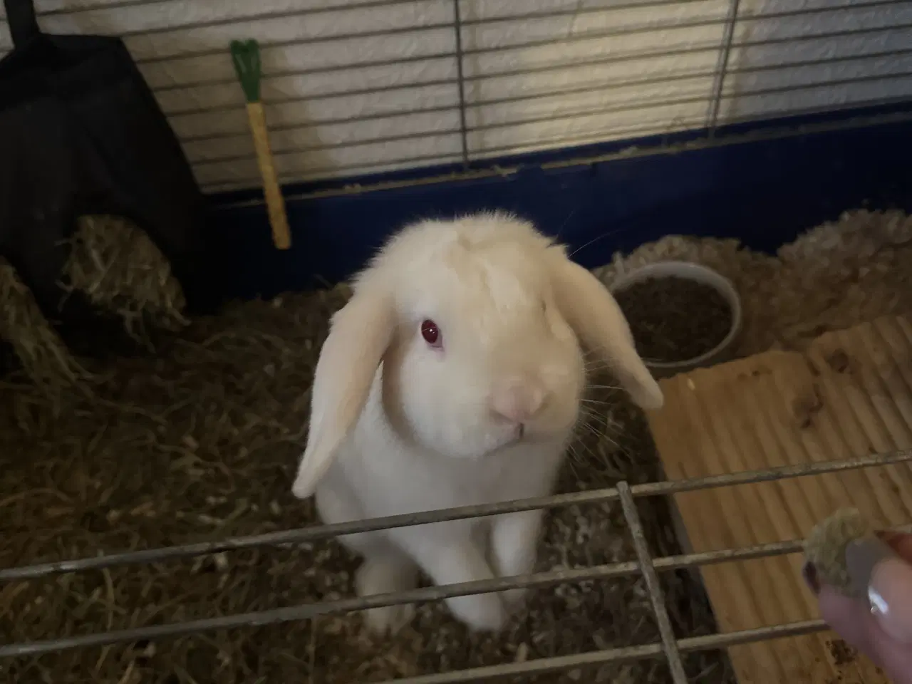 Billede 1 - Han kanin