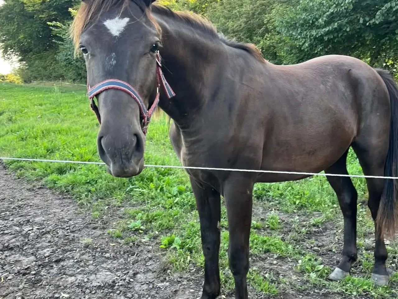 Billede 1 - Oldenborg blanding 