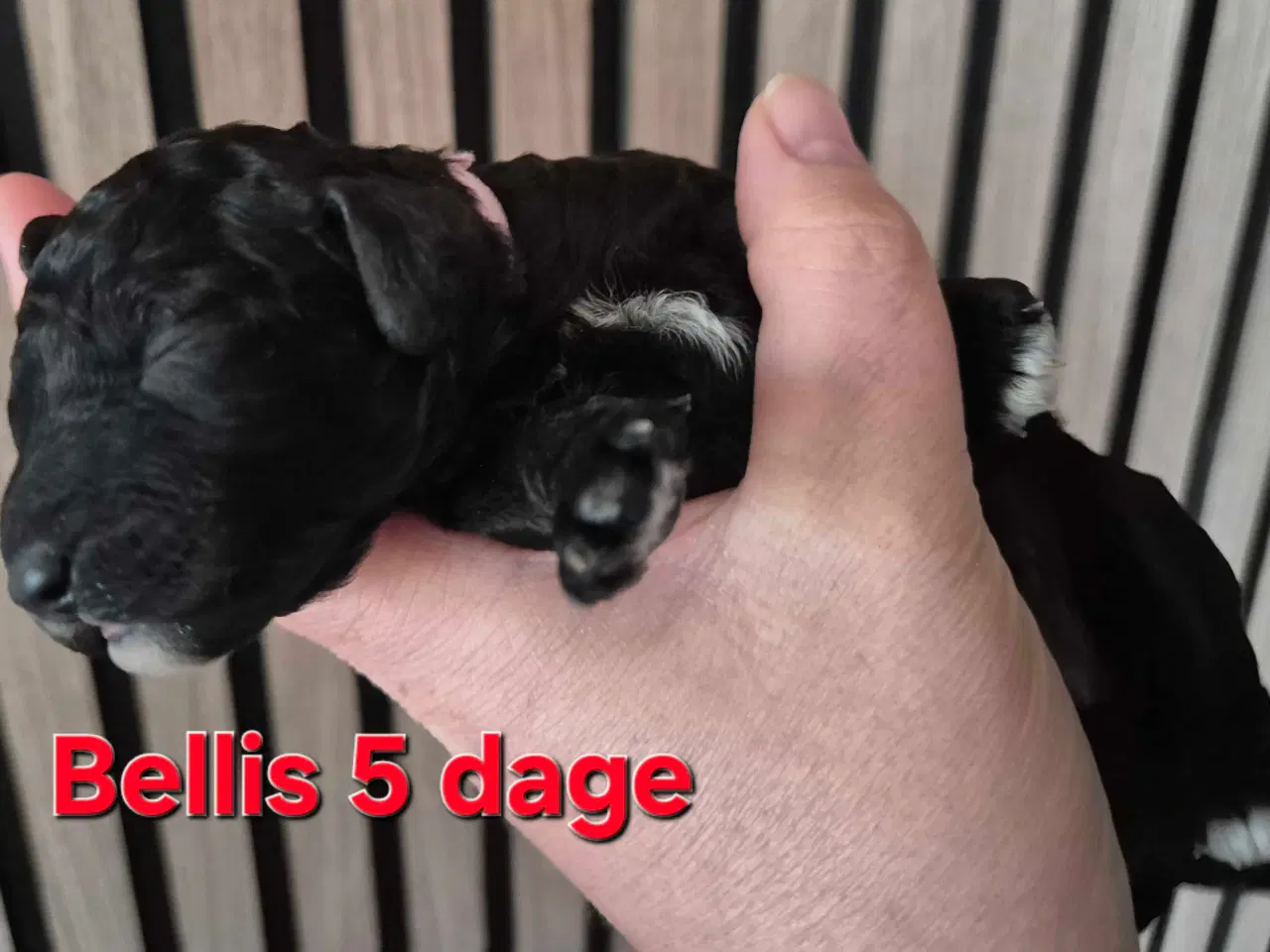 Billede 16 - Mini cockapoo f1B