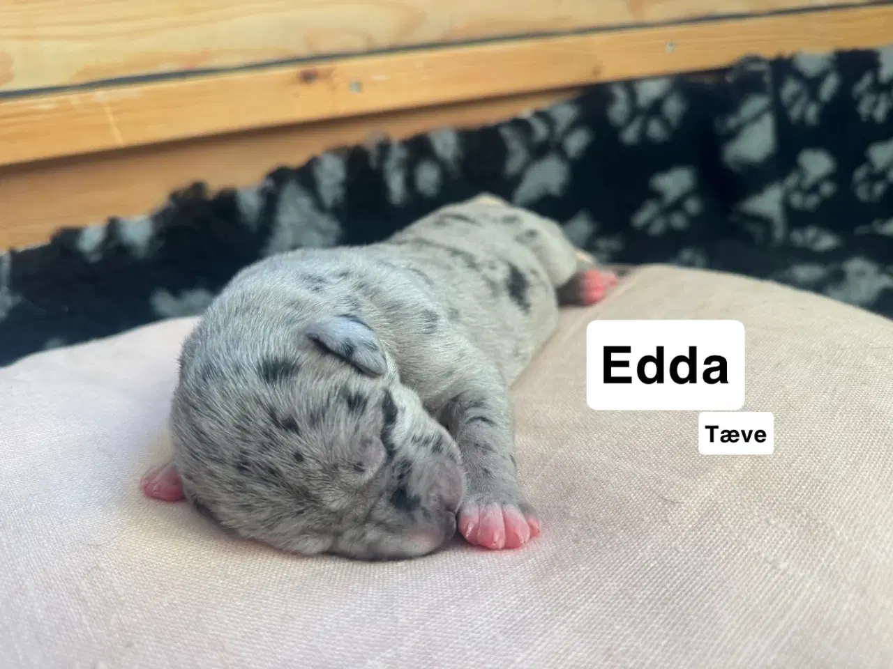 Billede 5 - Grand Danois hvalpe