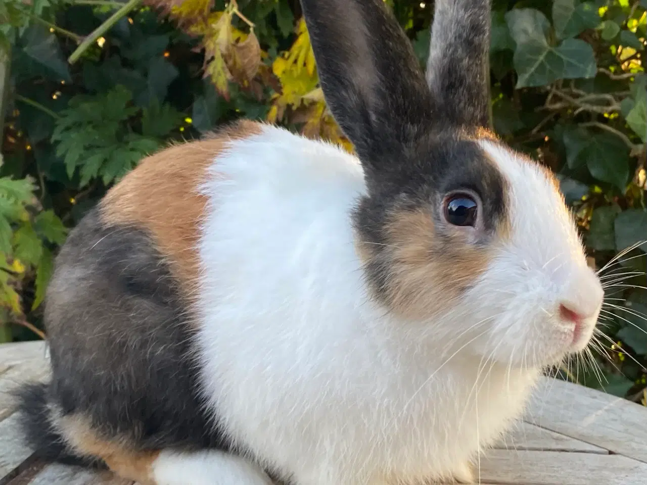 Billede 2 - HOLLÆNDER HAN JAPANER SORT/GUL