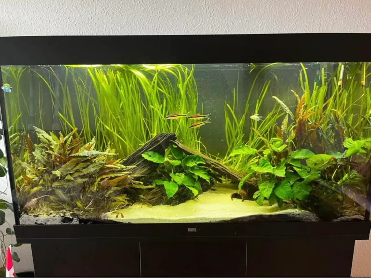 Billede 2 - Juwel akvarie 350 liter