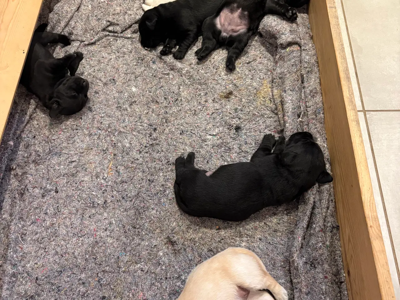 Billede 2 - Labrador hvalpe