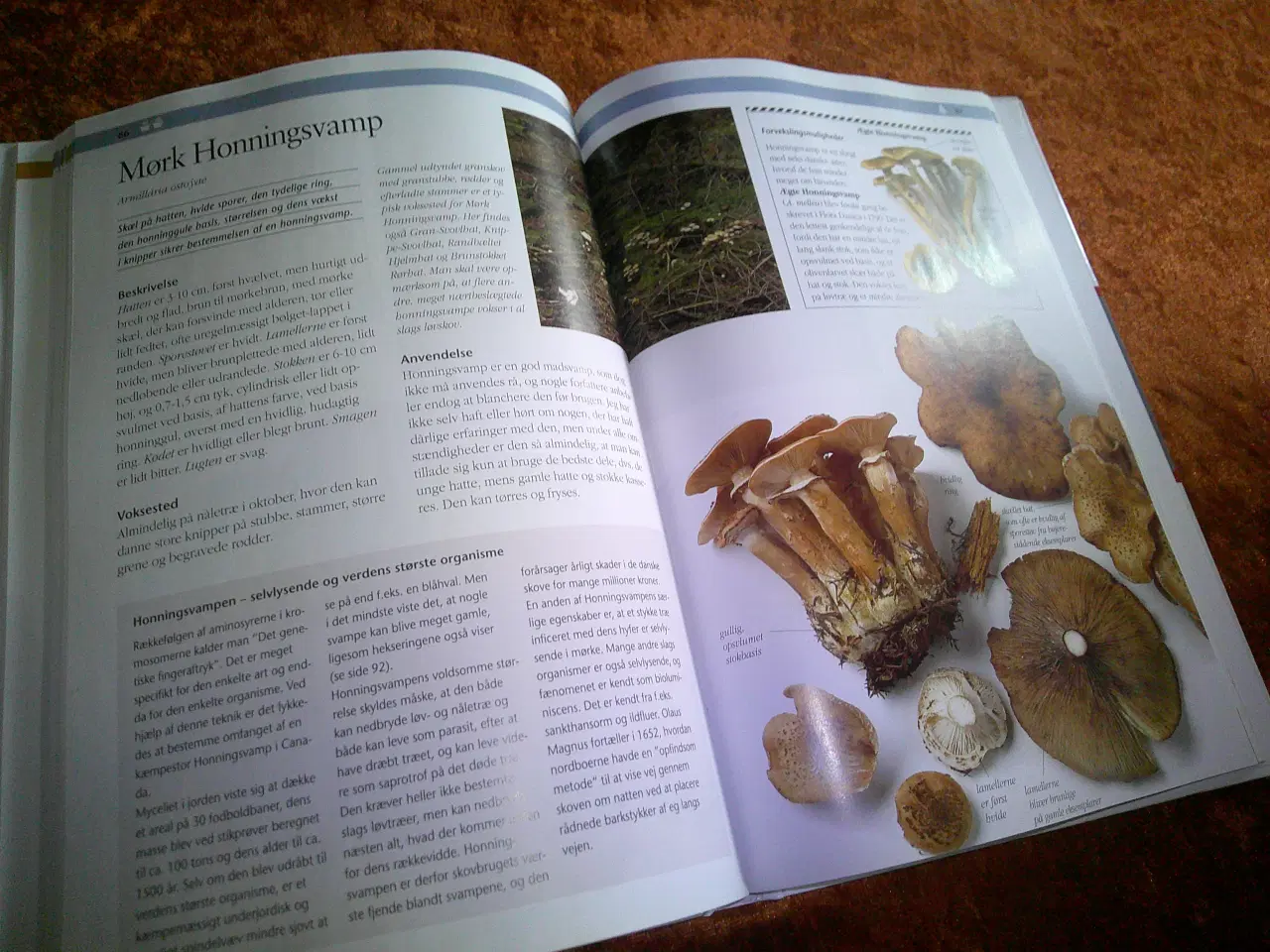 Billede 4 - Politikens visuelle svampebog, Henning Knudsen