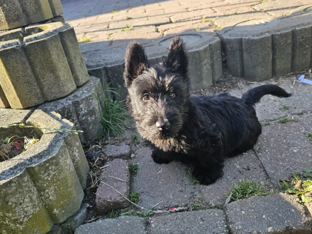Billede 2 - Skotsk Terrier hundehvalp