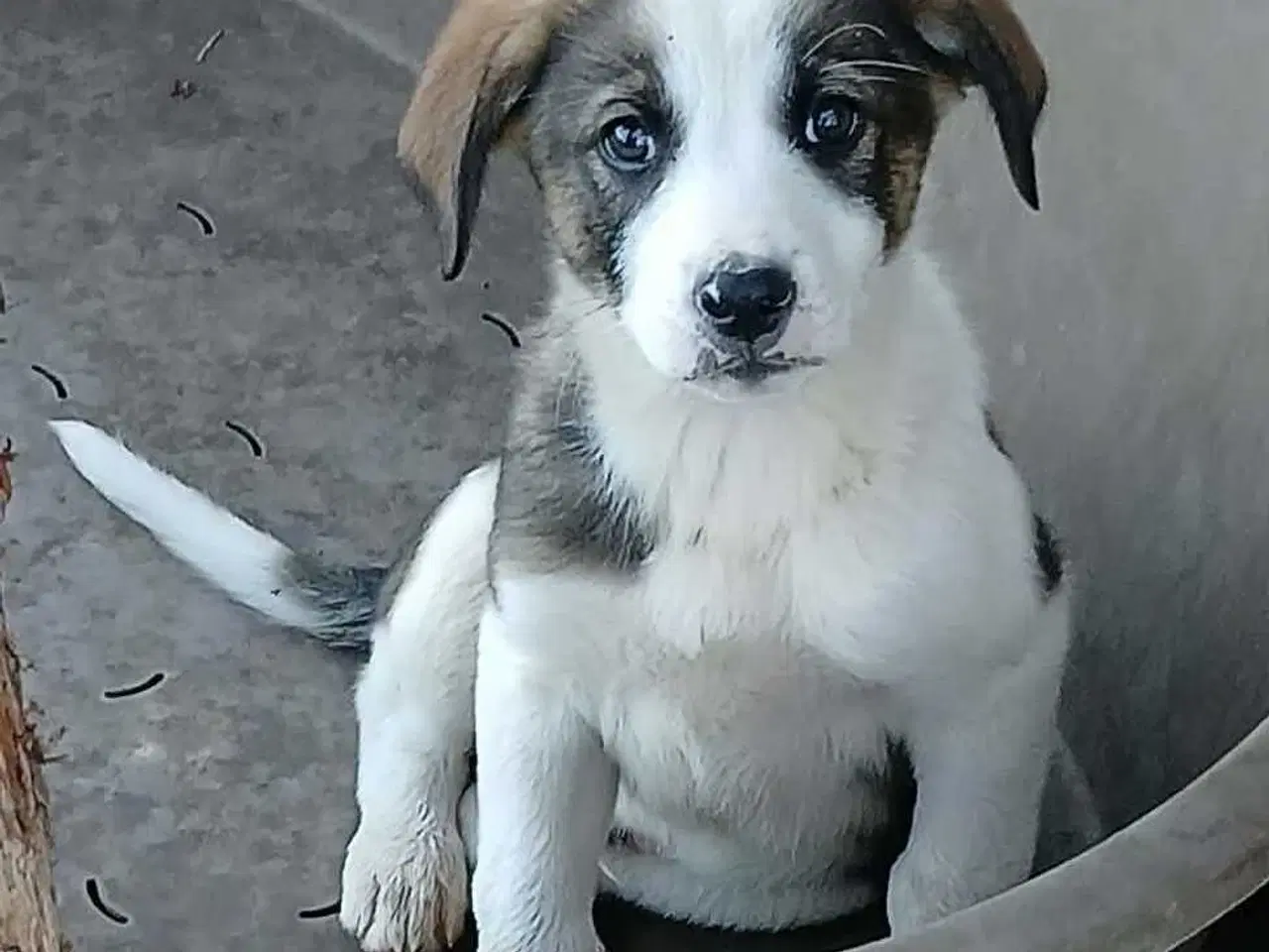 Billede 6 - Dax søger sin første familie