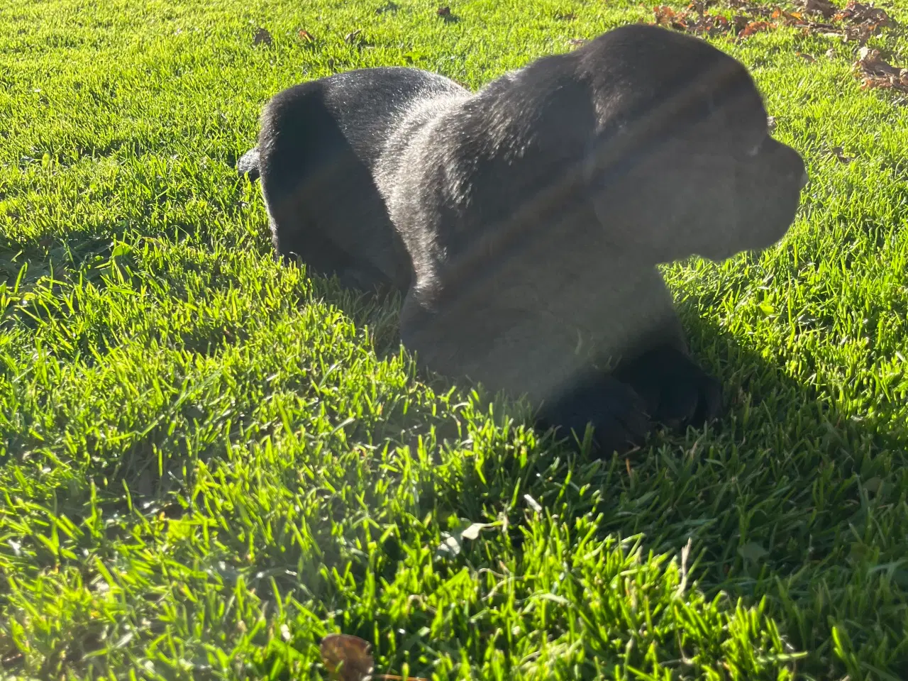 Billede 3 - Labrador hanhund søger kærlig familie🖤