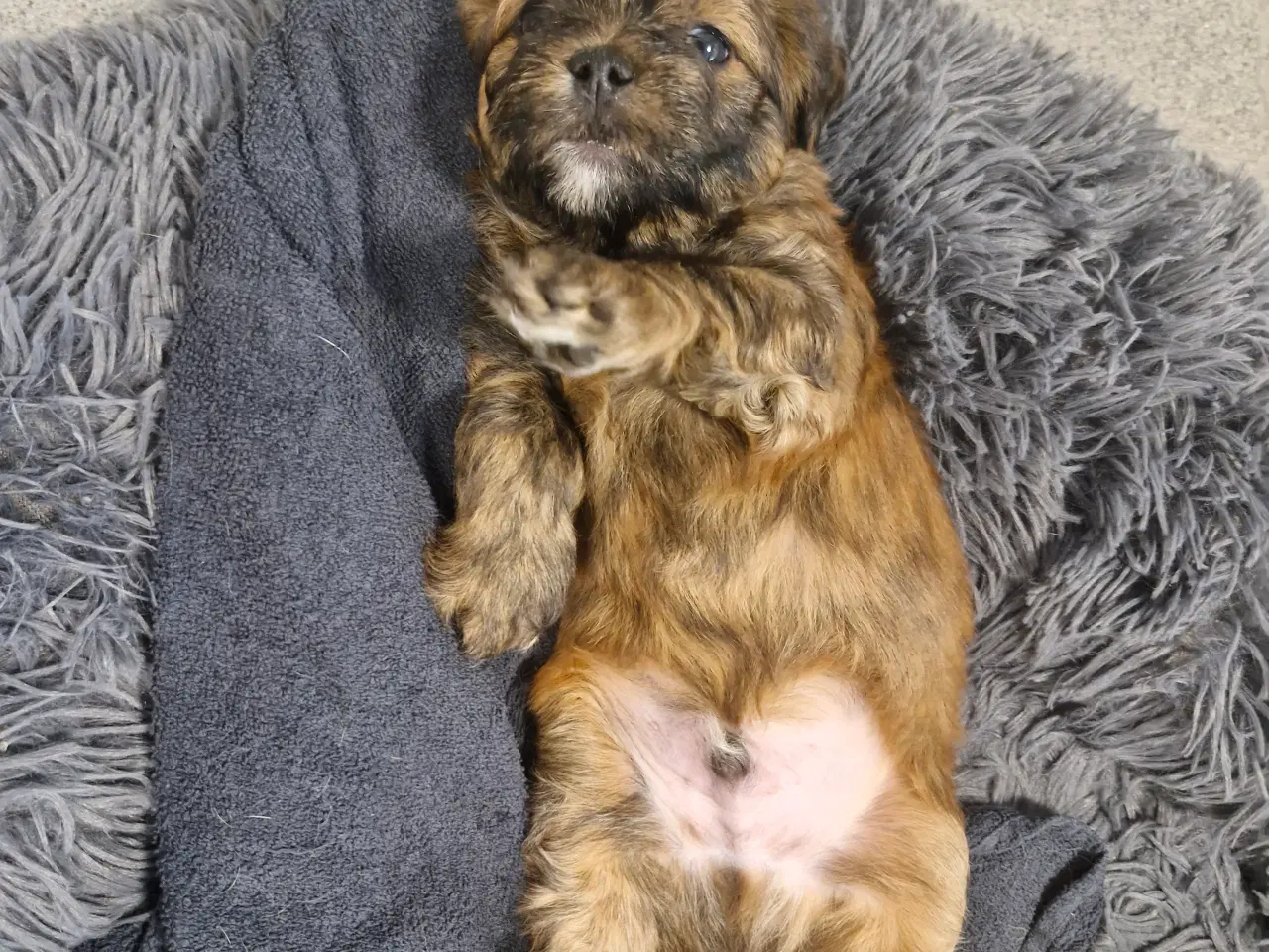 Billede 4 - Bichon havanais blandingshvalpe