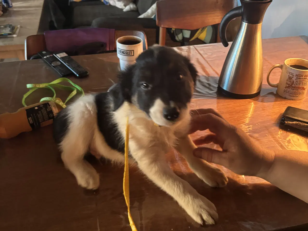 Billede 2 - Hvalpe blanding