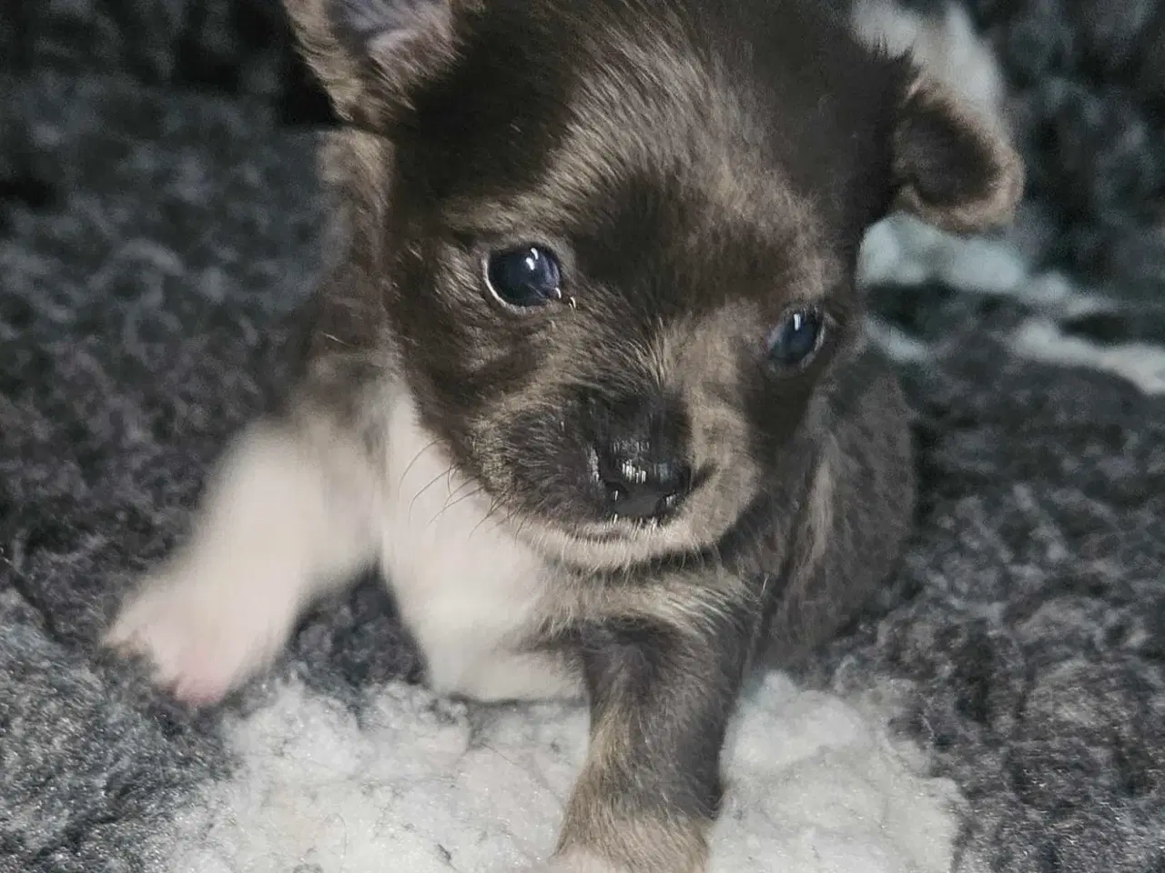 Billede 8 - 3 drenge 2 langhåret 1 korthårog 1 pige langhåret 