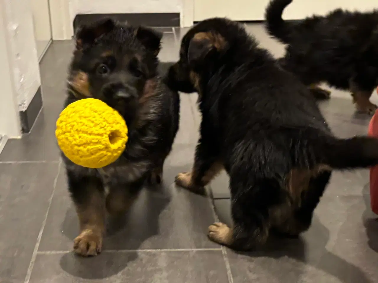 Billede 6 - Schæferhvalpe med stamtavle