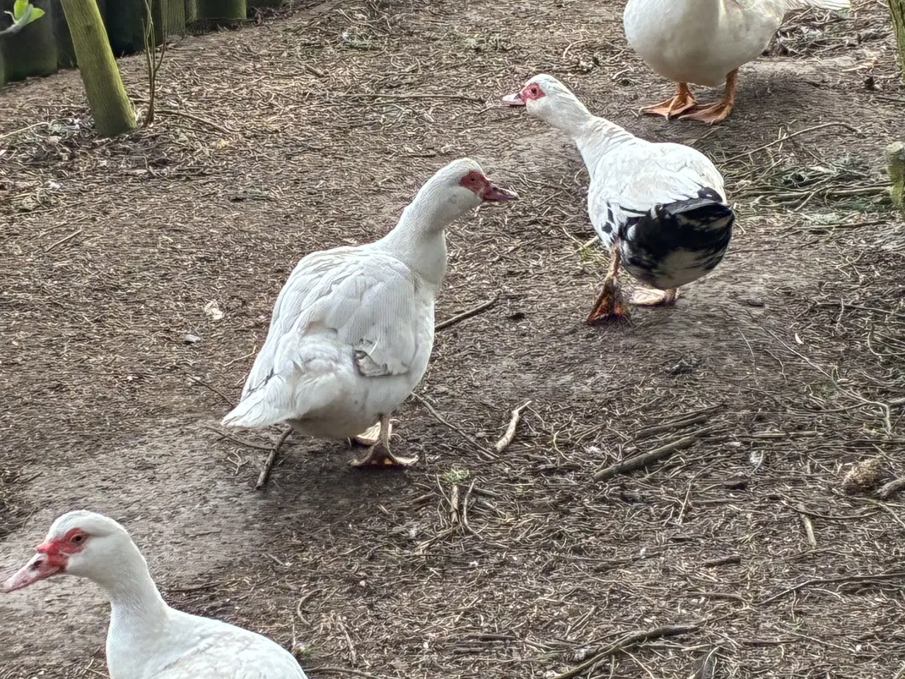 Billede 3 - Moskusænder 