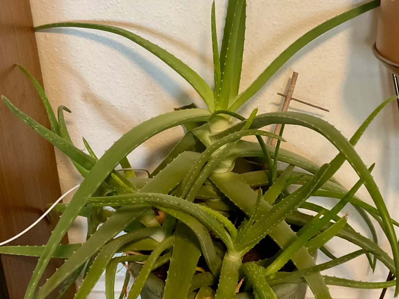 Billede 5 - Forskellige stueplanter