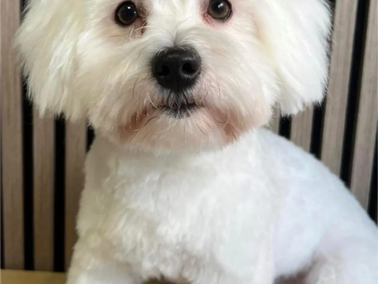Billede 9 - Coton de tulear