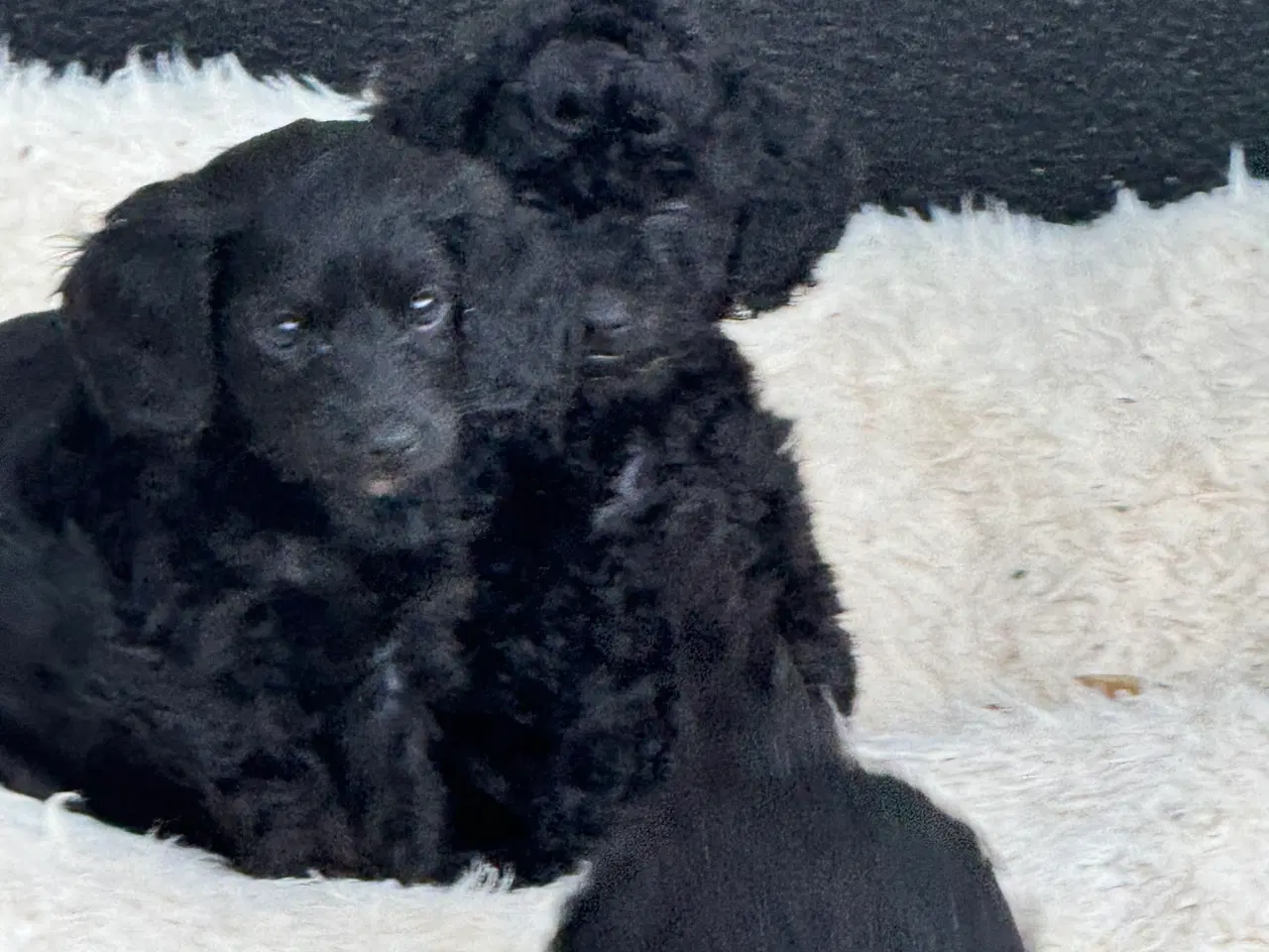 Billede 14 - ✨🐾 Engelske Cockapoo hvalpe søger nye hjem 