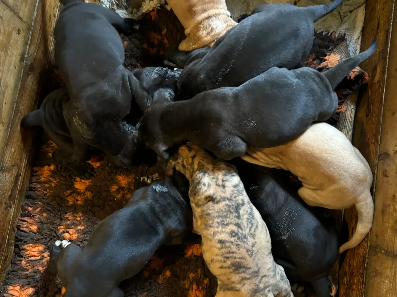 Billede 14 - Grand Danois hvalpe