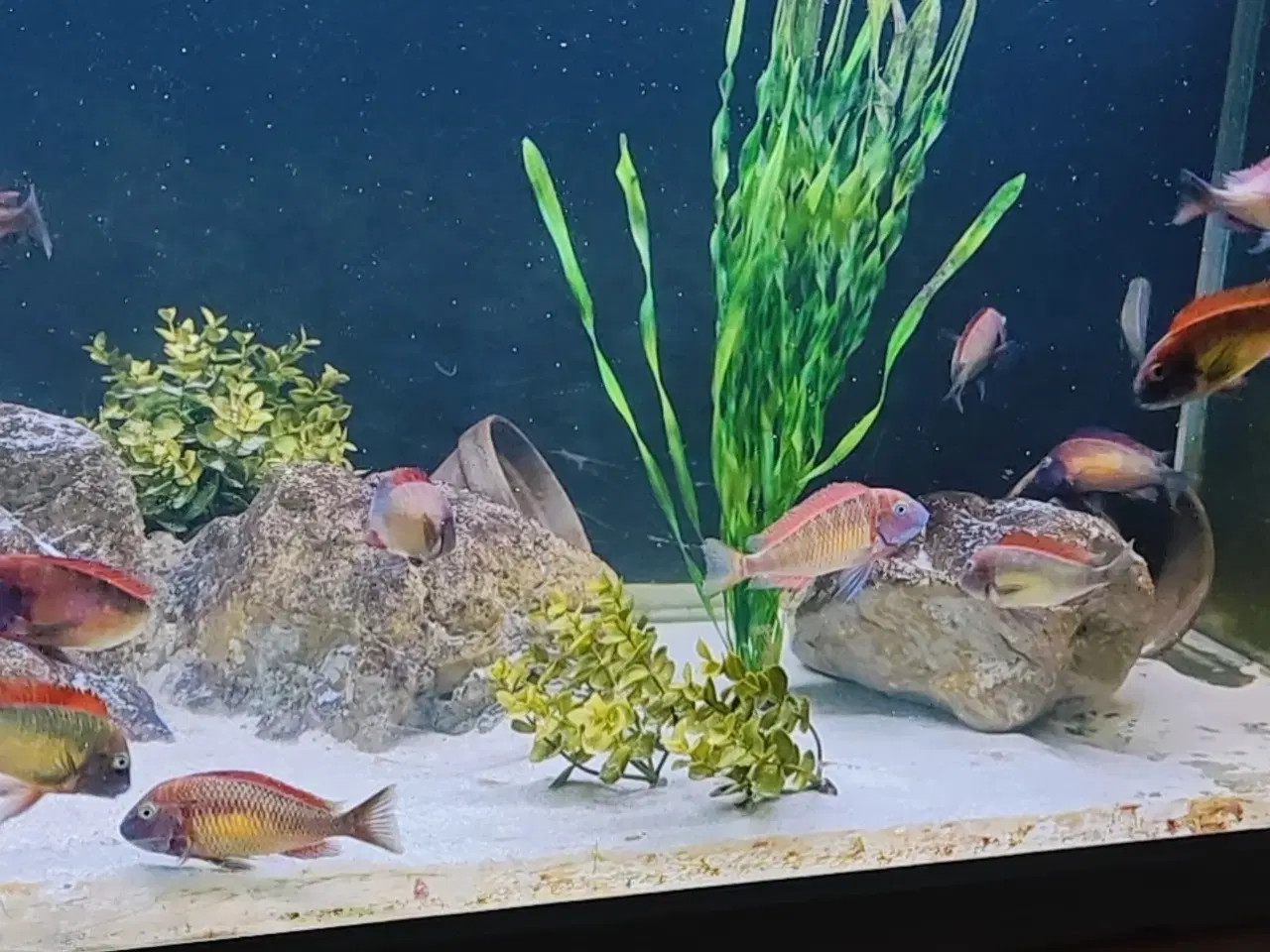 Billede 3 - Tropheus morri Regnbue (kabimbwe) 