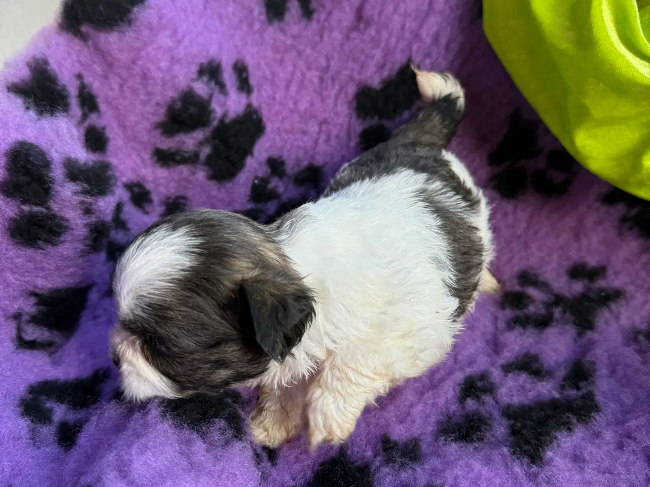 Billede 13 - Shih  tzu-mor/ Coton de Tulear-far
