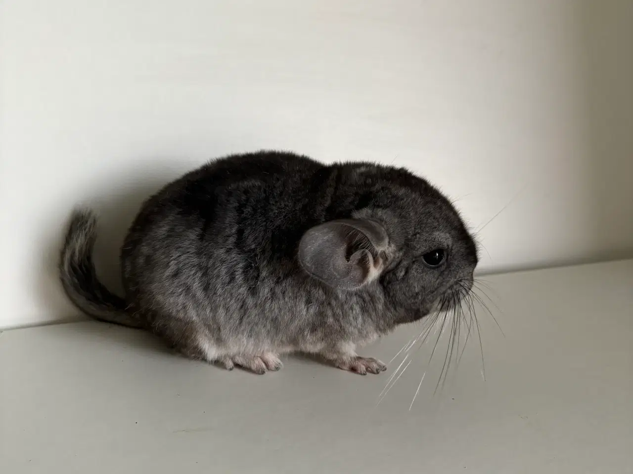 Billede 4 - Standard gbc HAN chinchilla