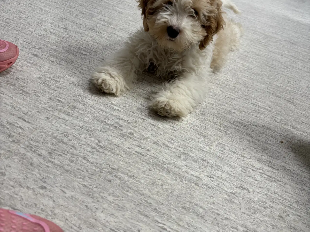 Billede 5 - Cockapoo hvalpe mangler deres nye hjem