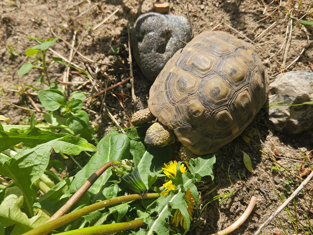 Billede 1 - 2 græske landskildpadder 