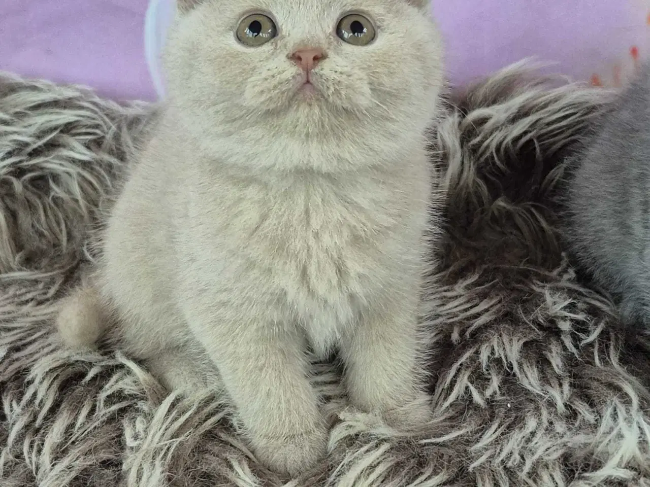 Billede 4 - British shorthair hunkilling