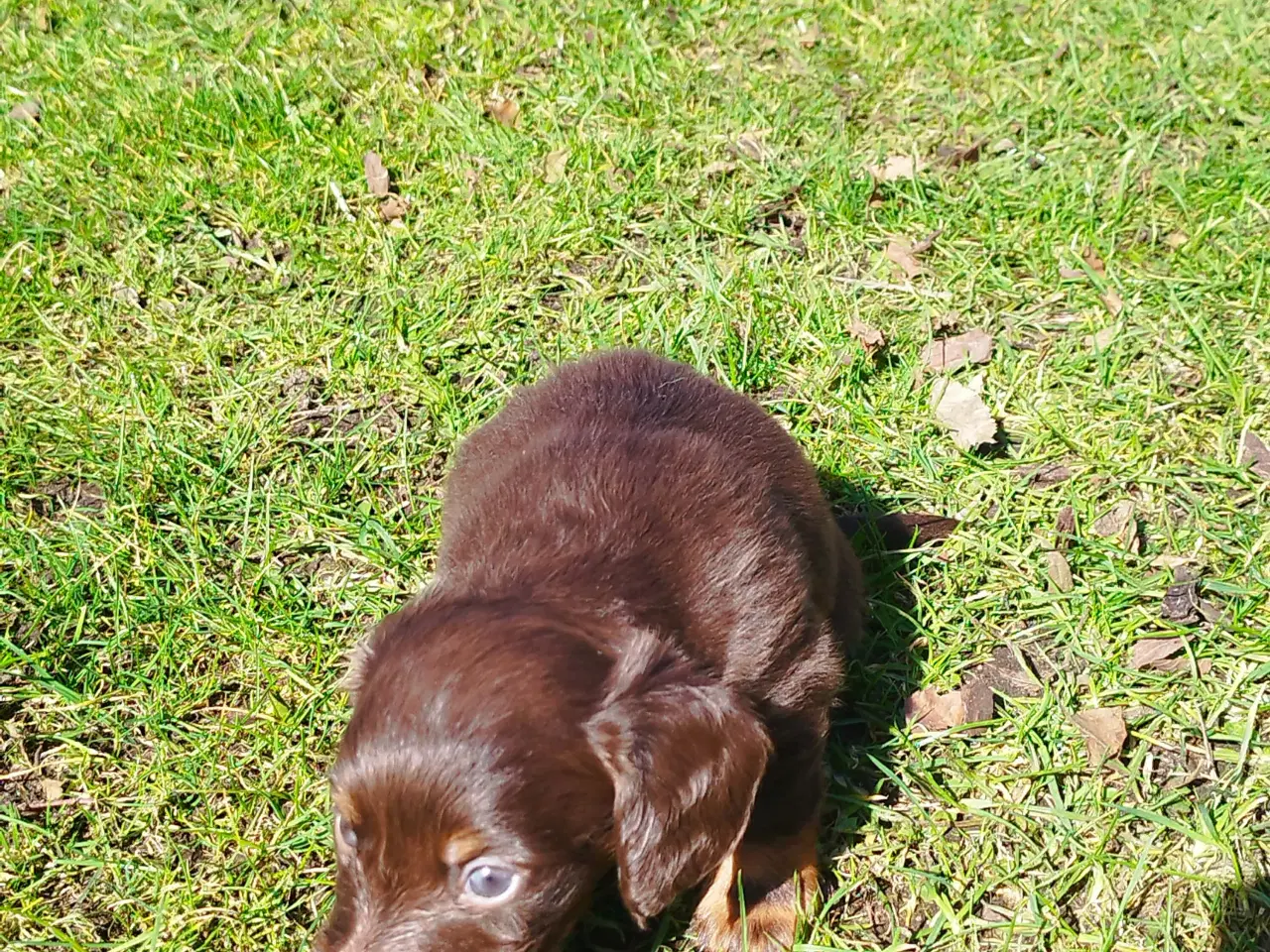 Billede 7 - GRAVHUNDE HVALPE LANGHÅRET DVÆRG