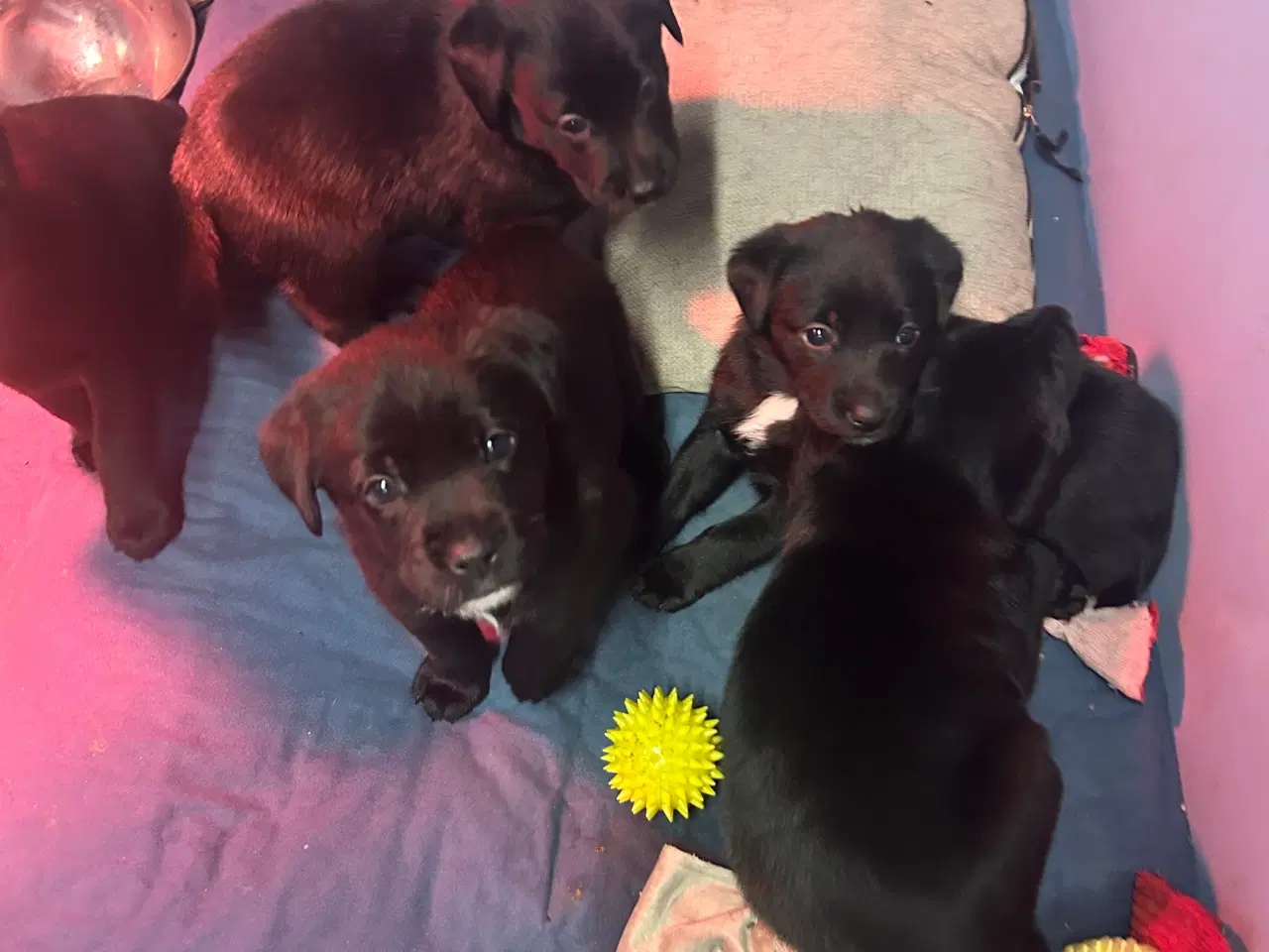 Billede 9 - 3 skønne han hunde 