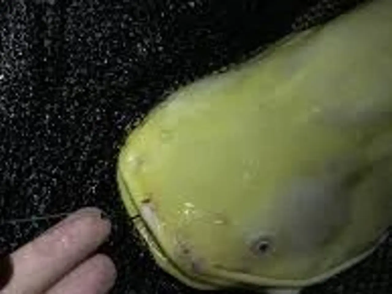 Billede 1 - EUROPÆISK MALLE. GOLD ((12-15 CM)) FÅ MÆNGDE RABAT