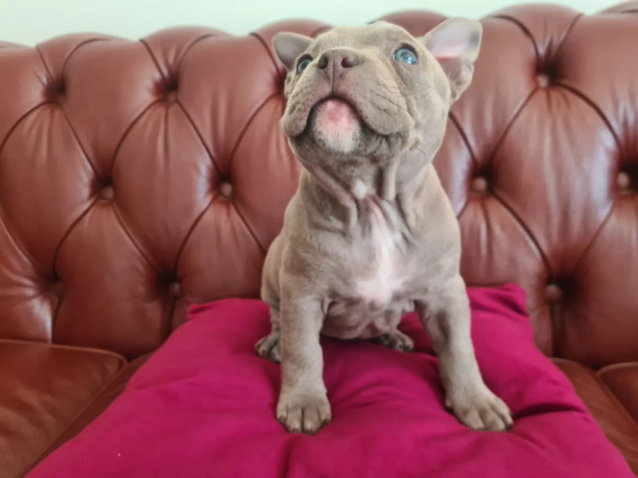 Billede 7 - American Bully Pocket smuk lilla 