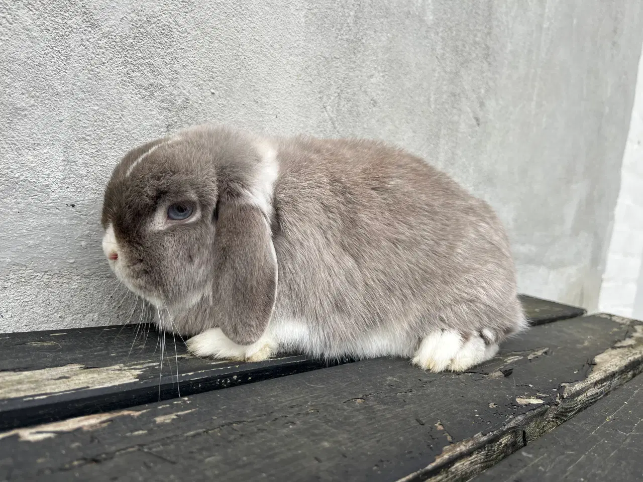 Billede 5 - Minilop hun 