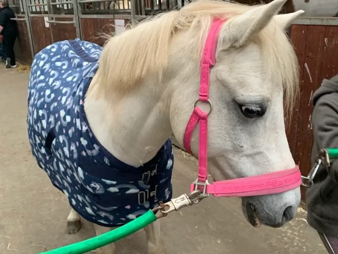 Billede 1 - Kat.3’er springpony 