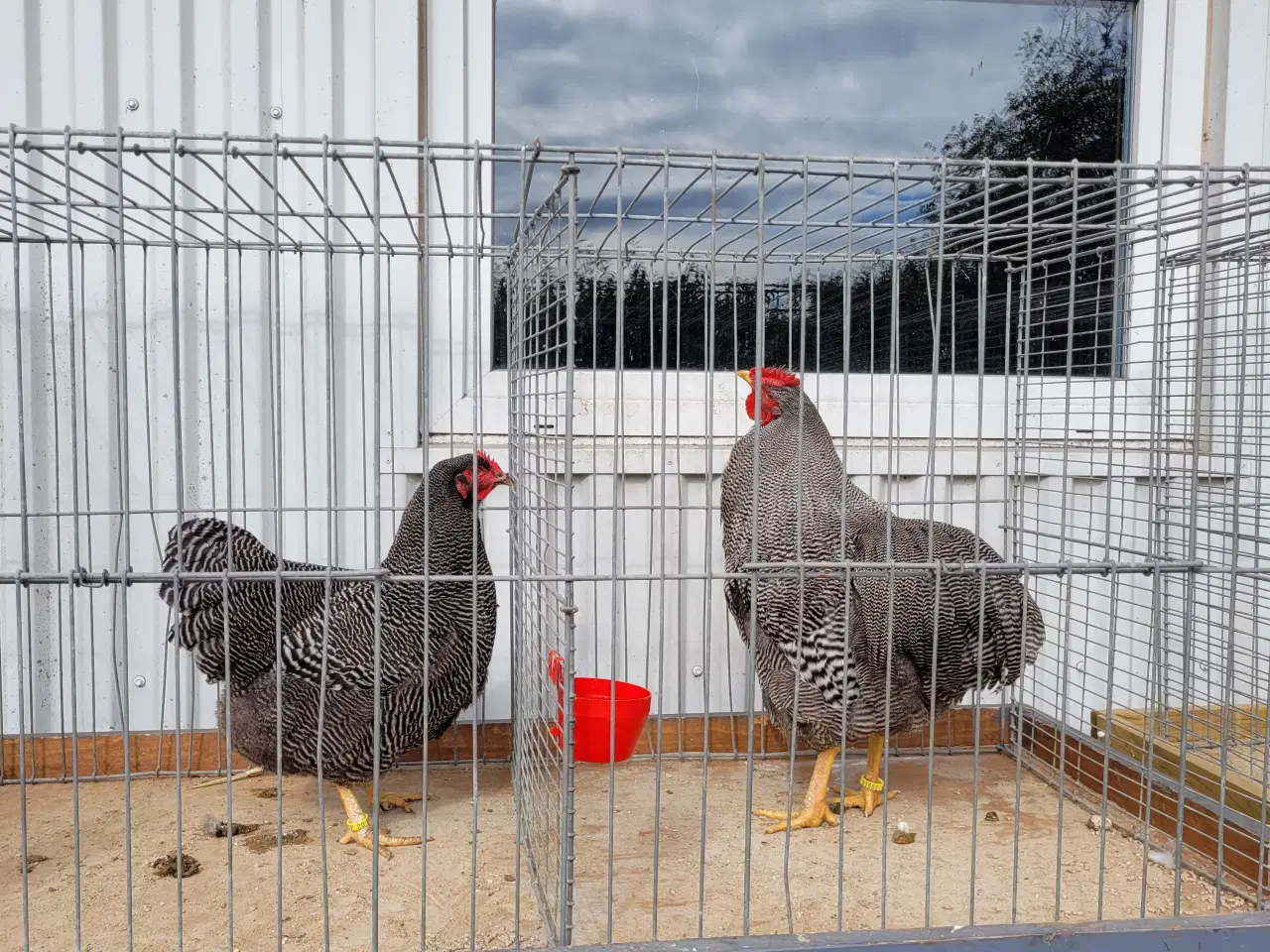 Billede 9 - RUGE ÆG 