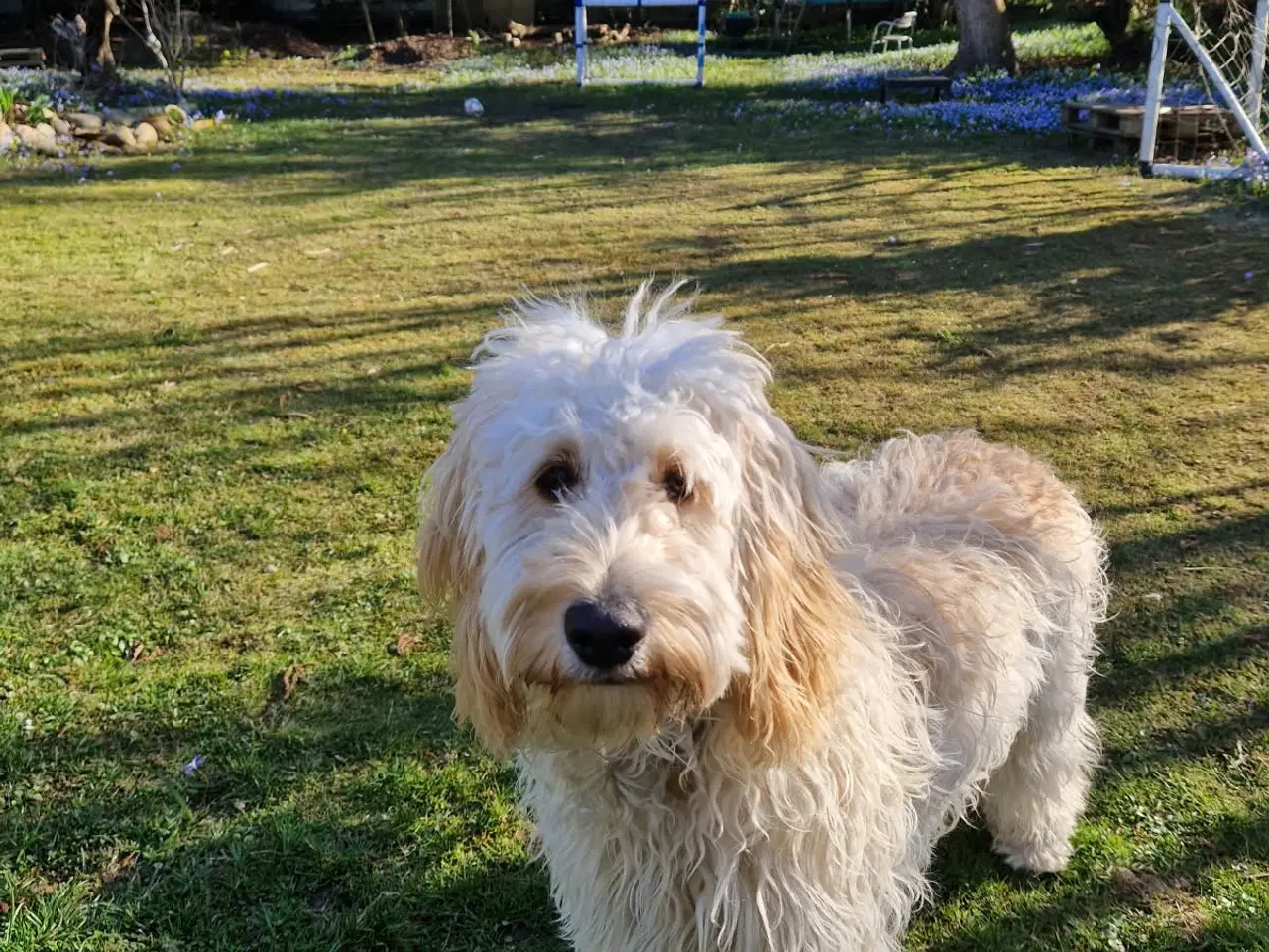 Billede 3 - Goldendoodle søger nyt hjem