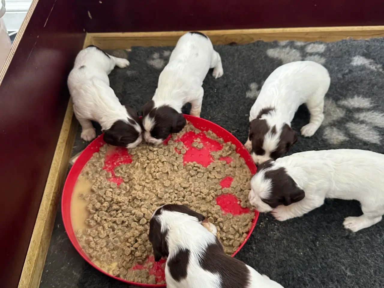 Billede 2 - Ft springer spaniel  