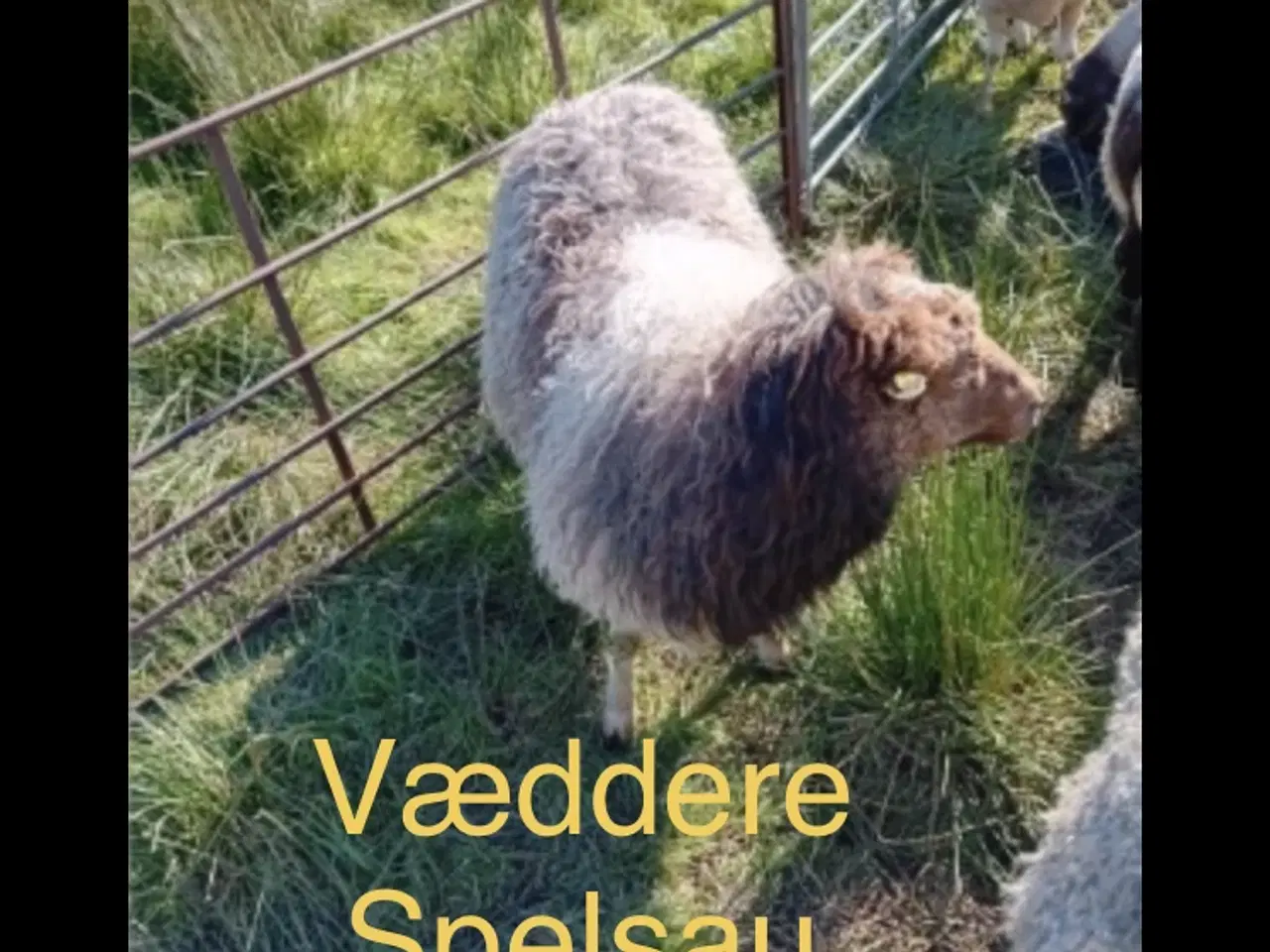 Billede 6 - To gimmer lam Spælsau