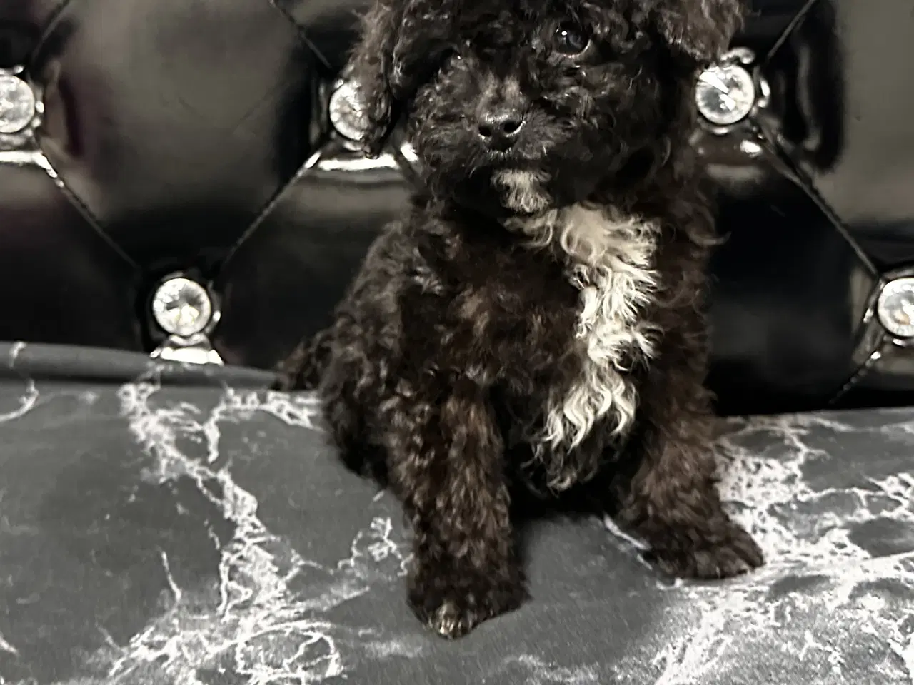 Billede 15 - Cavapoo F2B