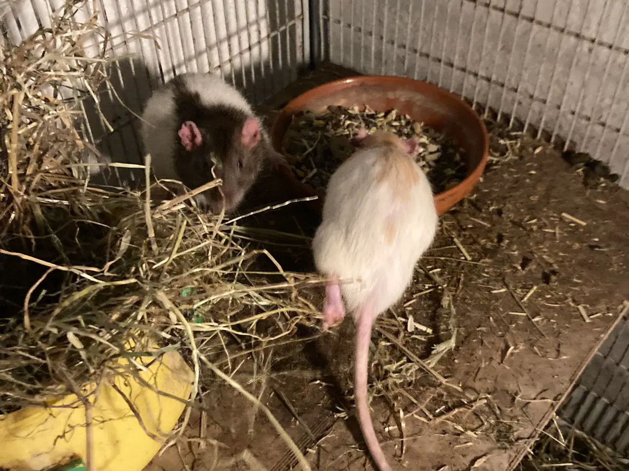 Billede 2 - Rotte-Unger sælges.